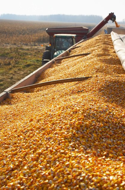 Bin of corn