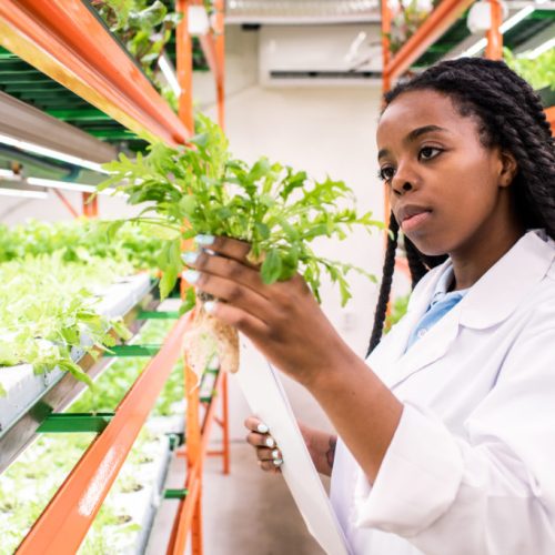Young African woman in whitecoat holding one of green seedlings during work Young African woman in whitecoat holding one of green seedlings while studying its biological characteristics