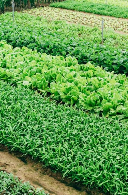 seed-supply-chain-seed-market