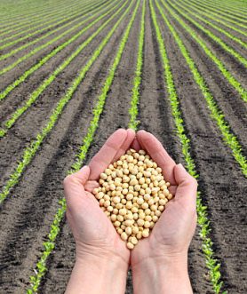 istockphoto-514658197-612x612 Human hand holding soybean with soy plant field in background, agricultural concept