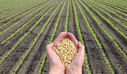 Human hand holding soybean with soy plant field  in background, agricultural concept