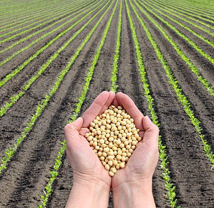 Human hand holding soybean with soy plant field  in background, agricultural concept