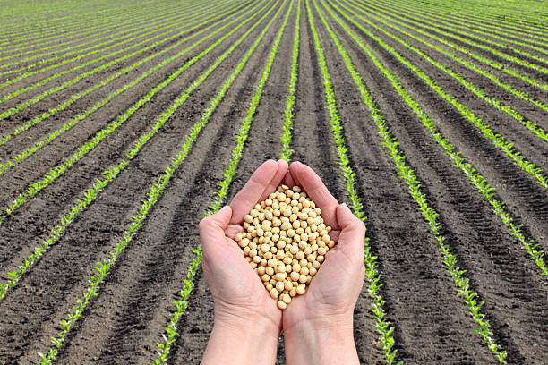 Human hand holding soybean with soy plant field  in background, agricultural concept